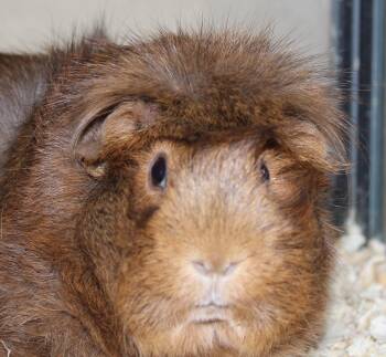 Rescue Guinea Pig Guinea Pigs for Adoption in Mississauga, Ontario - Coco | PetCurious